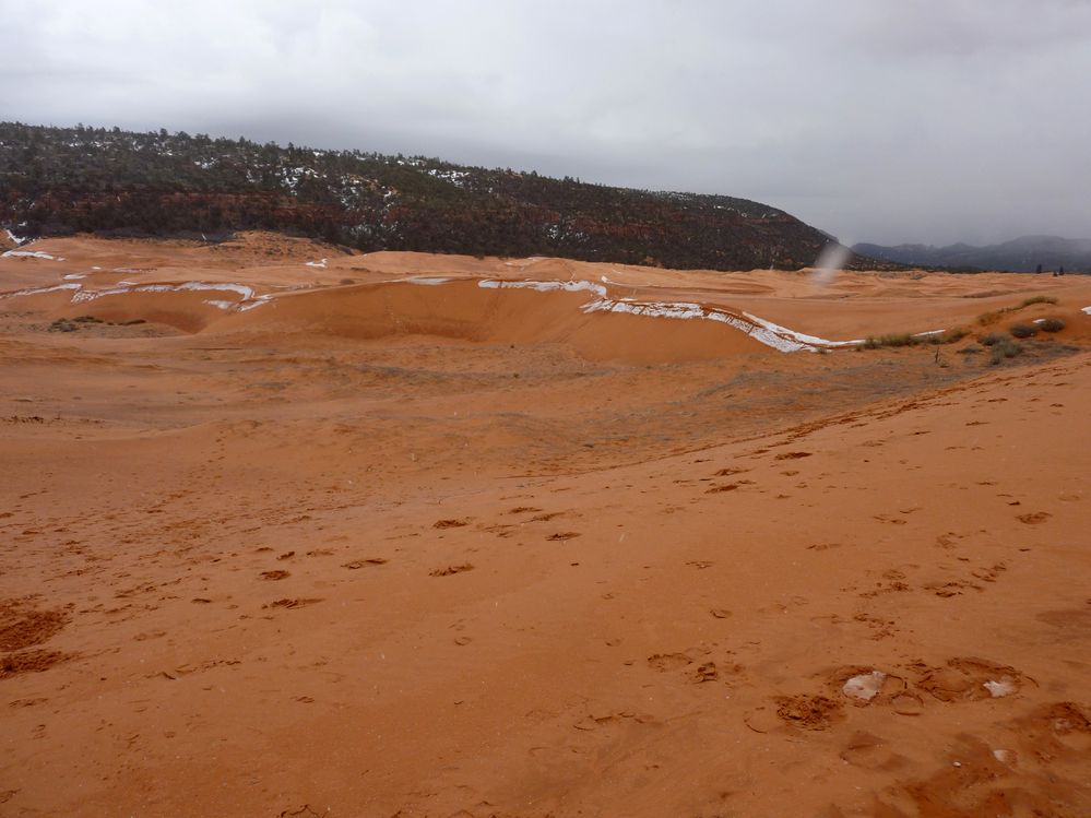 coral pink dunes (1.1).JPG